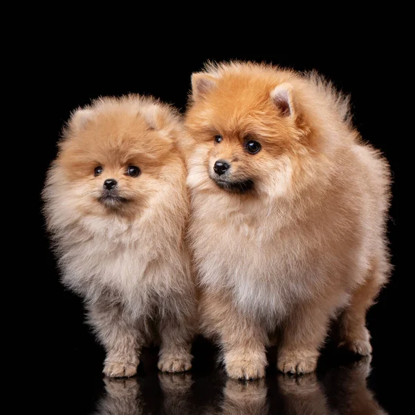 Δύο Χνουδωτά Pomeranian Spitz Ποζάρουν Μπροστά Στην Κάμερα Μαύρο Φόντο — Φωτογραφία Αρχείου