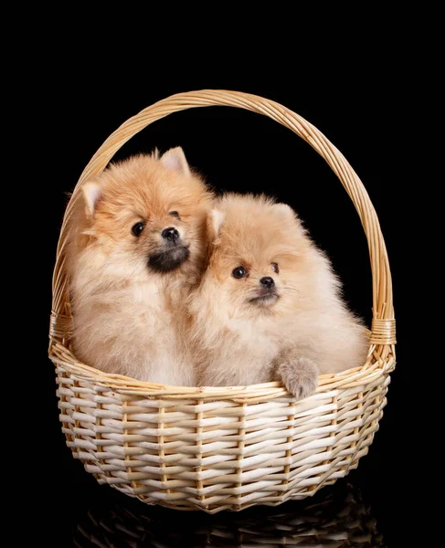 Due Bellissimi Cuccioli Spitz Pomeraniani Seduti Cesto Vimini Uno Sfondo — Foto Stock