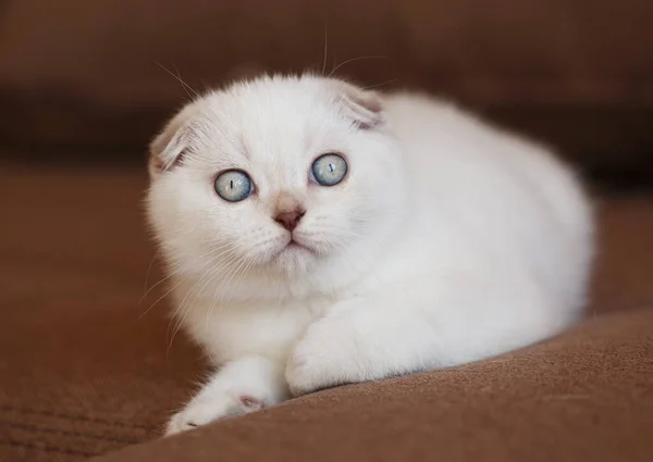 Αστείες Γάτες Μεγάλα Μπλε Μάτια Στον Καναπέ Στο Σπίτι Κλείσε — Φωτογραφία Αρχείου