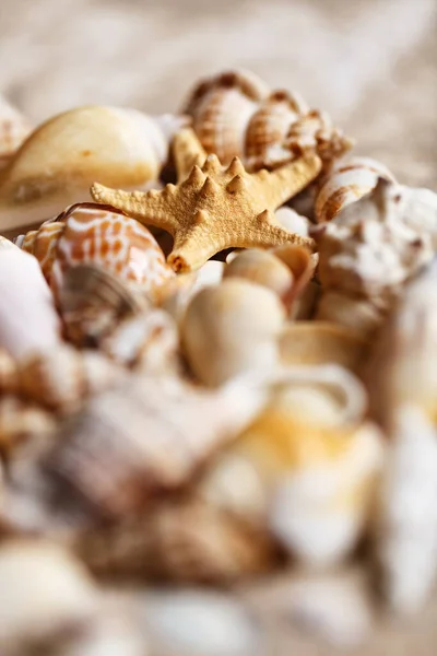 Sea Shells Seashells White Background — Stock Photo, Image
