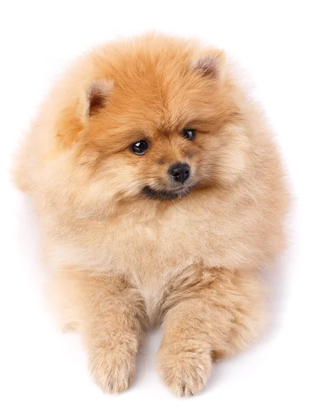 Pomeranian Spitz Beyaz Arka Planda Kameranın Önünde Poz Veriyor Evcil — Stok fotoğraf
