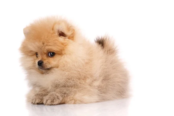 Hermoso Pomeranian Spitz Pelirrojo Tumbado Sobre Fondo Blanco Estudio Mascotas — Foto de Stock