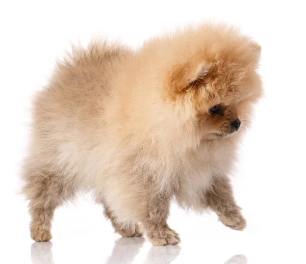 Fluffy Marrón Claro Pomeranian Spitz Encuentra Sobre Fondo Blanco Estudio — Foto de Stock