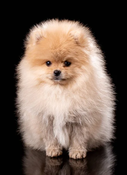 Portrét Sedícího Pomeranian Spitze Černém Pozadí Před Kamerou Sedí Malé — Stock fotografie