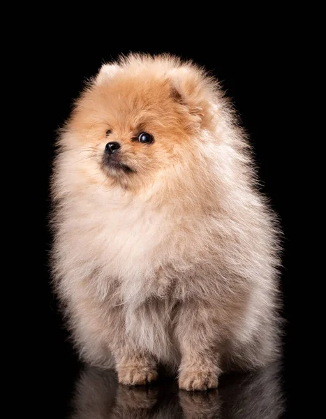 Portrét Sedícího Pomeranian Spitze Černém Pozadí Před Kamerou Sedí Malé — Stock fotografie