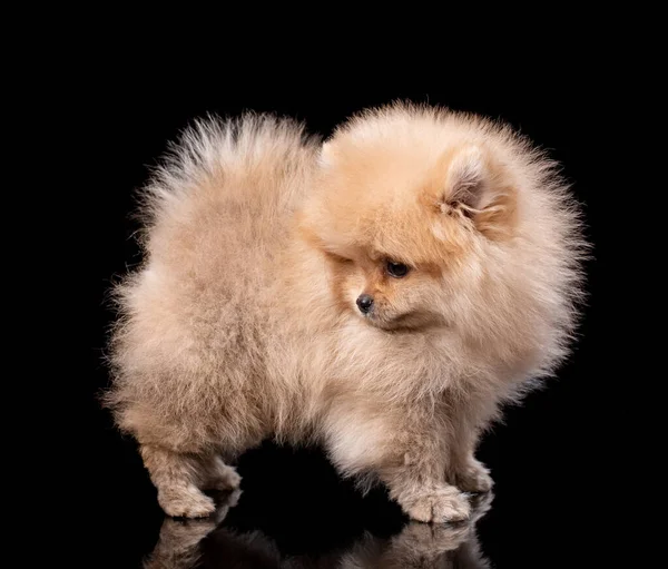 Bela Pomeranian Spitz Fica Fundo Preto Estúdio Fotos Retrato Estúdio — Fotografia de Stock