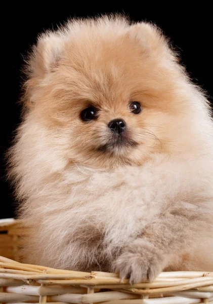 Pomeranian Spitz Cachorro Pelo Largo Sienta Una Canasta Mimbre Cerca —  Fotos de Stock