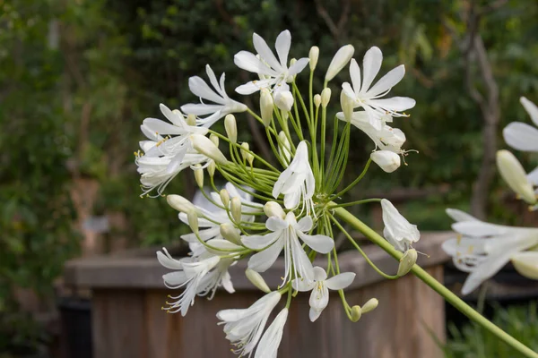 Flores Blancas Jardín — Foto de Stock