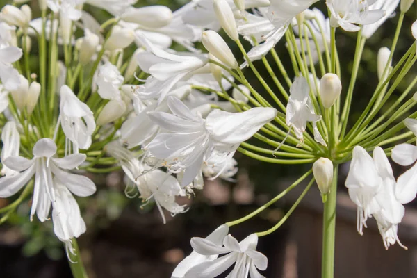 Белые Цветы Долины Саду — стоковое фото