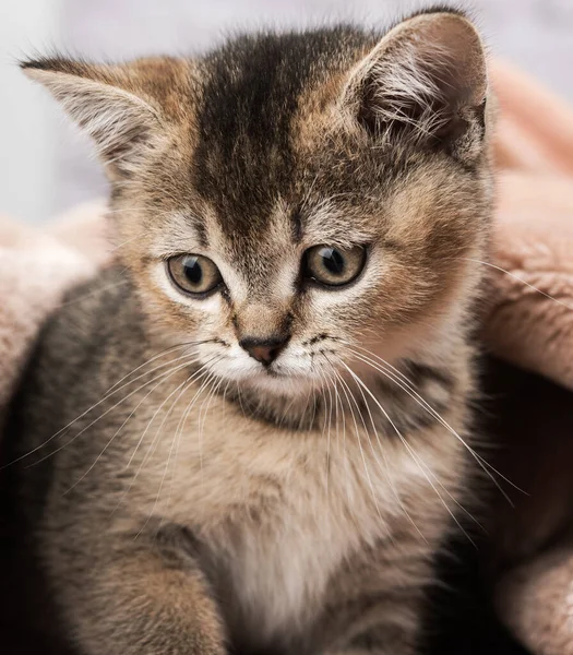 Niedliche Katze Mit Großen Augen — Stockfoto