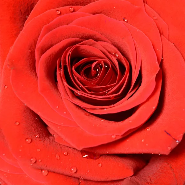 Red Rose Water Drops — Stock Photo, Image