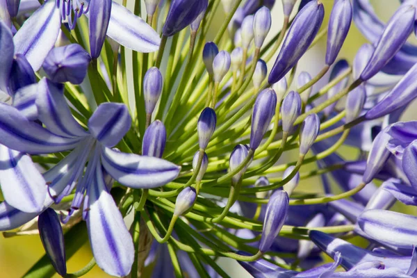 Agapanthe Fleurs Bleues Dans Jardin Goettingen Allemagne — Photo