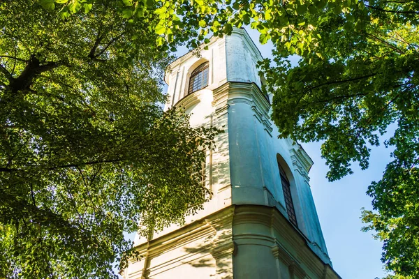 Turm Wald Zwischen Birken Mit Sonnenlicht — Stockfoto