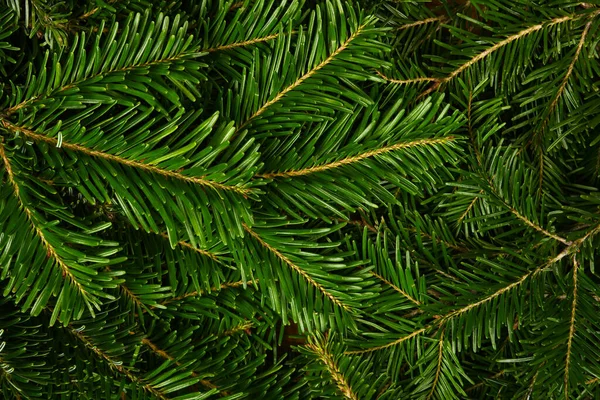 新鮮な緑のトウヒや松の枝の背景を閉じる 上のビューを上昇 直接上記 — ストック写真