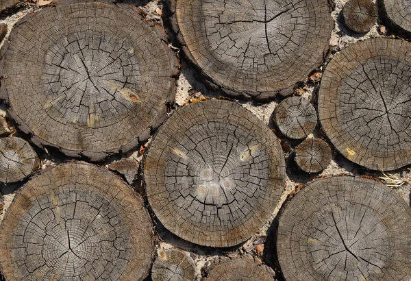 Gros Plan Arrière Plan Plusieurs Vieilles Sections Transversales Tronc Arbre — Photo