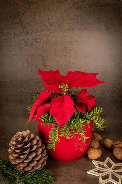 Poinsettia Una Pentola Rossa Poggia Uno Sfondo Grigio Decorato Con — Foto Stock