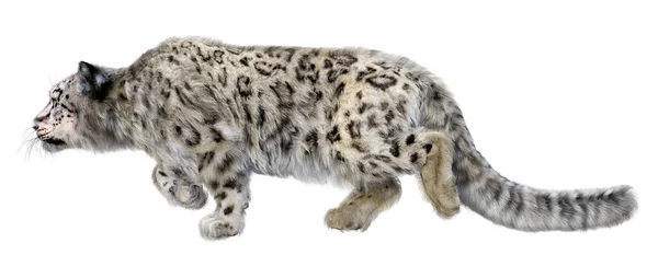 Återgivning Stor Katt Snö Leopard Isolerad Vit Bakgrund — Stockfoto