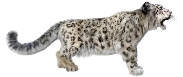 Rendering Grande Gatto Leopardo Delle Nevi Isolato Sfondo Bianco — Foto Stock