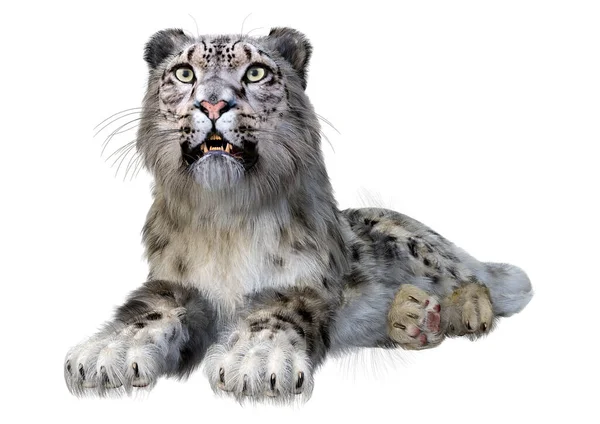 Renderização Grande Leopardo Neve Gato Isolado Fundo Branco — Fotografia de Stock