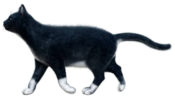 Renderização Gato Doméstico Preto Isolado Fundo Branco — Fotografia de Stock