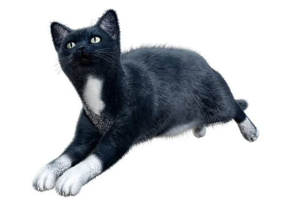 배경에서 분리되어 고양이 렌더링 — 스톡 사진