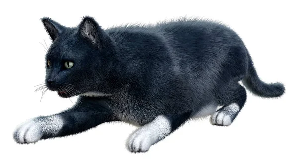 Rendering Gatto Domestico Nero Isolato Sfondo Bianco — Foto Stock