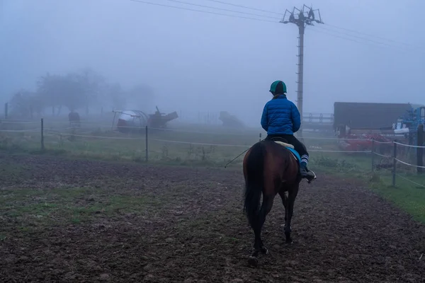 Een Paard Het Veld — Stockfoto