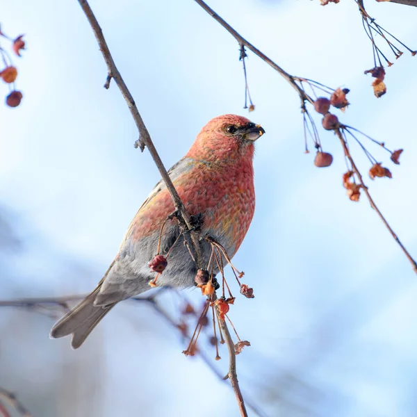 Oiseau Queue Rousse Assis Sur Une Branche — Photo