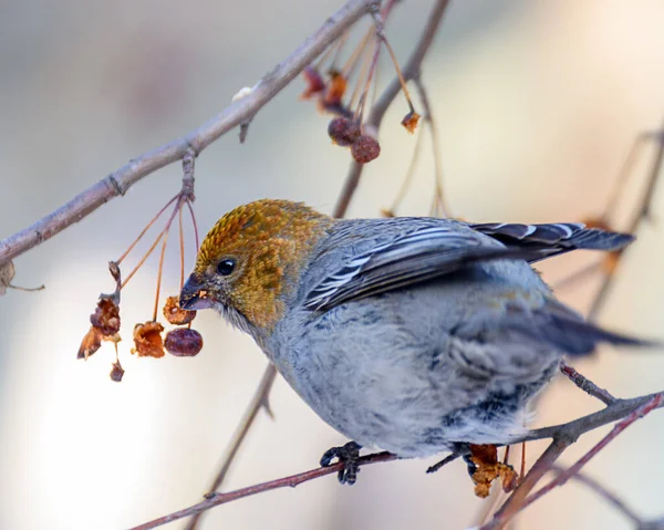 Oiseau Sur Une Branche Arbre — Photo