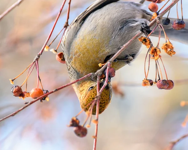 Gros Plan Une Branche Sèche Arbre Avec Bec Rouge — Photo