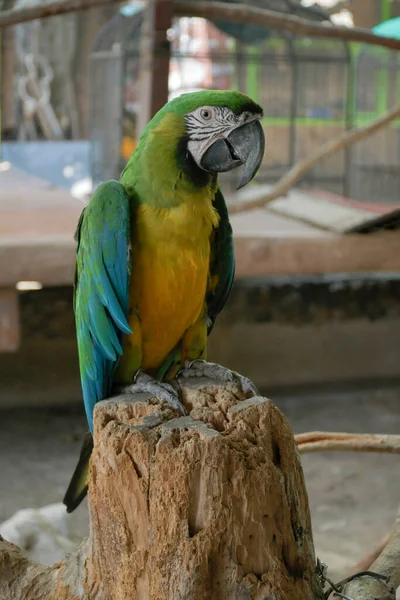 Egy Közeli Felvétel Egy Gyönyörű Papagájról Amint Egy Kerítésen — Stock Fotó