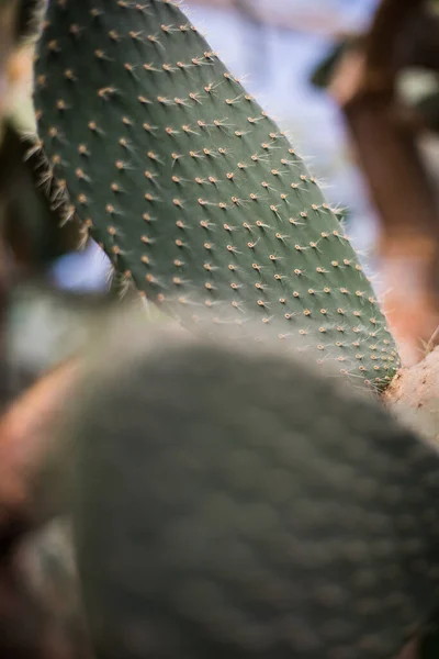 Perto Cacto — Fotografia de Stock