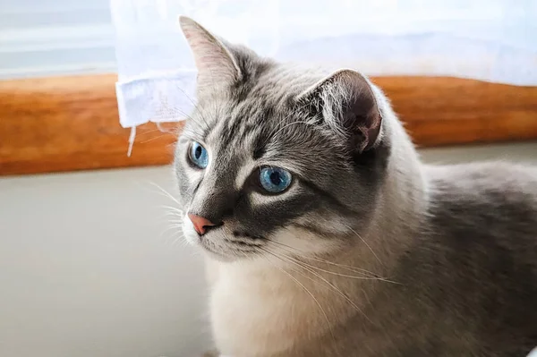 Katze Mit Weißen Augen — Stockfoto