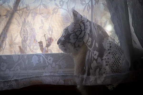一只猫从花边窗帘后面的窗户往外看的轮廓 — 图库照片