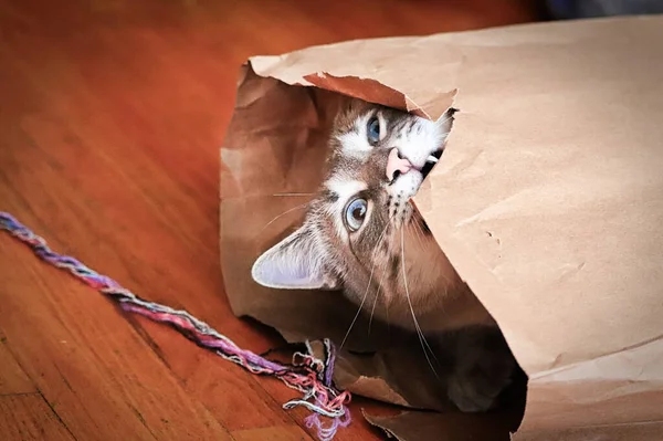 一只疯猫在纸袋边上咬人 — 图库照片