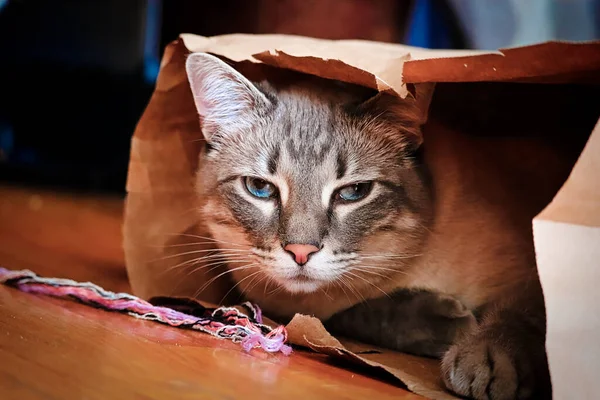 一只怒气冲冲的猫从棕色纸袋里探出头来 — 图库照片