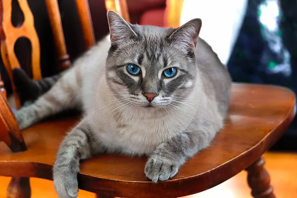 Bored Cat Sitting Brown Wooden Chair — Stock Photo, Image