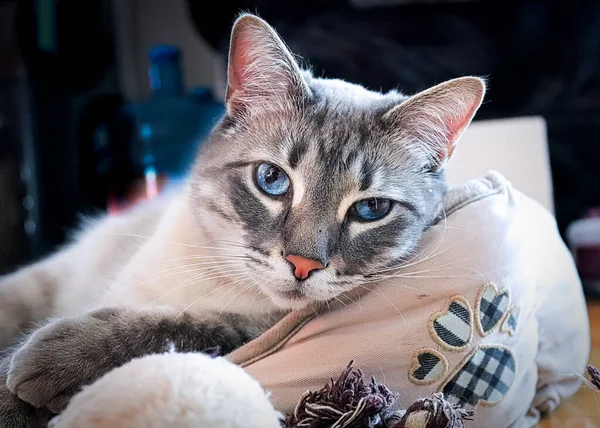 一只蓝眼猫躺在枕头上看着摄像机的画像 — 图库照片