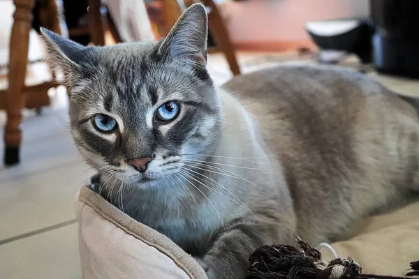 Misstänksam Och Orolig Katt Tittar Upp Kameran — Stockfoto