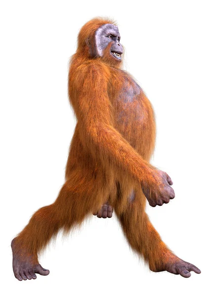 Orangutan Izolované Bílém Pozadí — Stock fotografie