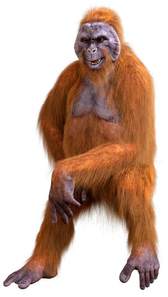 Orang Utan Isolé Sur Fond Blanc — Photo