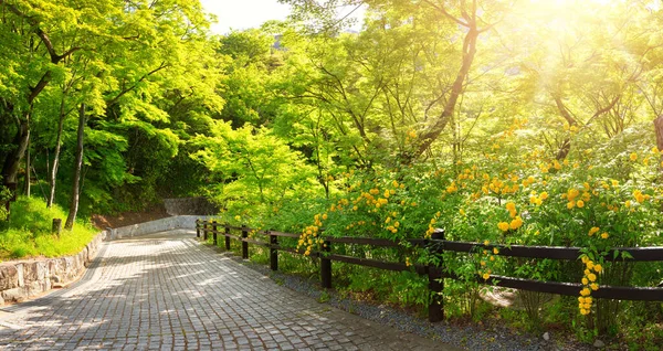 여름에는 교토의 공원에 나무가 도로를 만들었습니다 일본의 히가시 야마에 — 스톡 사진