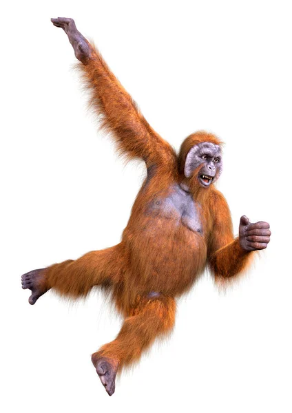 Orangutan Izolowany Białym Tle — Zdjęcie stockowe