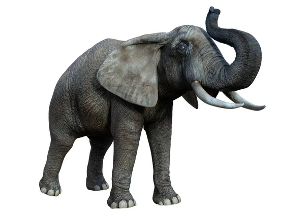 Rendering Grande Elefante Africano Isolato Sfondo Bianco — Foto Stock