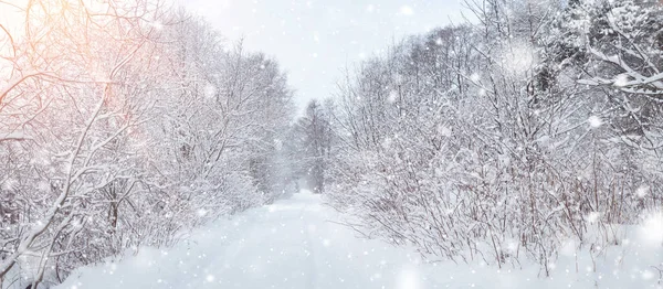 冷ややかな朝 森の中で雪に覆われた木々 降雪時の美しい冬のパノラマ — ストック写真