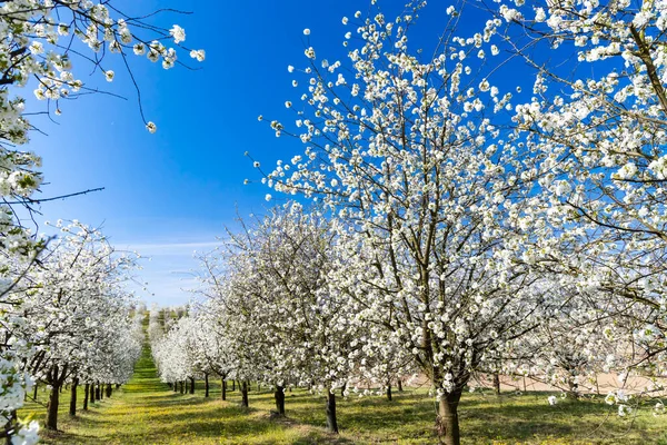 Blommande Körsbärsträdgård Nära Cejkovice Södra Mähren Tjeckien — Stockfoto