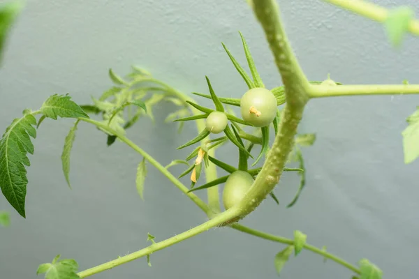 Grüne Unreife Tomatenfrüchte Unter Der Decke Die Hause Angebaut Werden — Stockfoto