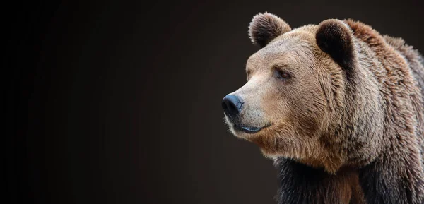 捕食者棕熊的肖像在黑暗的背景下被隔离 — 图库照片