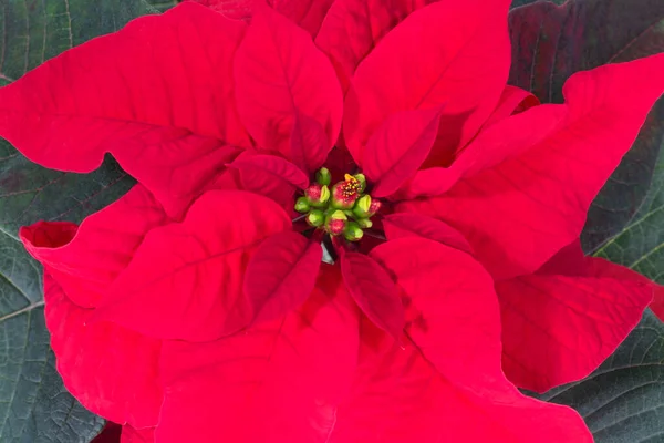 Piękny Czerwony Kwiat Poinsettia Zwany Również Gwiazdą Bożego Narodzenia Zbliżenie — Zdjęcie stockowe