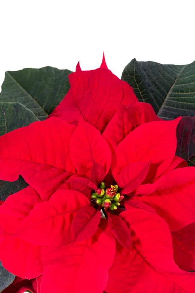 Belle Fleur Rouge Poinsettia Également Appelée Étoile Noël Sur Fond — Photo